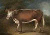 Jenner, Stephen; 'Blossom', the Cow; Edward Jenner Museum; http://www.artuk.org/artworks/blossom-the-cow-62938